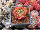 Echeveria 'Scarletta' 1" Succulent Plant
