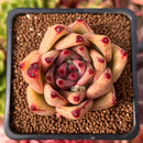 Echeveria Agavoides 'Mandela' 2" Succulent Plant