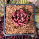 Echeveria Agavoides 'Red Ebony' 1" Succulent Plant