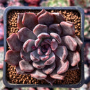 Echeveria 'Purple Zaragoza' 2" Succulent Plant
