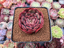 Echeveria 'Renoir' 2" Succulent Plant