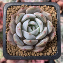 Echeveria 'Lehman' 1"-2" Succulent Plant