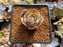 Greenovia 'El Hiero' 1" Succulent Plant