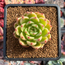 Echeveria 'Monro Chanel' 2"-3" Succulent Plant