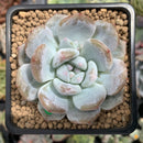 Echeveria 'Orange Monroe' 2" Succulent Plant