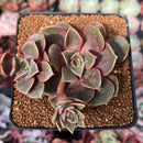 Echeveria 'Zestar' 2" Cluster Succulent Plant