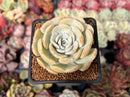 Echeveria 'Runyonii' Hybrid 2" Succulent Plant