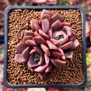 Echeveria 'Vasilisa' 1"-2" Succulent Plant