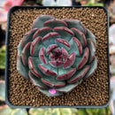 Echeveria Agavoides 'Black Eyes' 2" Succulent Plant