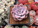 Echeveria 'Missing You' 2" Succulent Plant