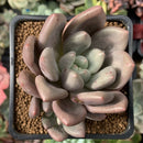 Echeveria 'Valentine' 2" Succulent Plant