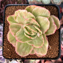 Echeveria Agavoides 'Raja' Variegated' 3" Succulent Plant