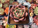 Echeveria 'Sharman' 2" Succulent Plant
