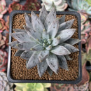 Echeveria 'Unguiculata' 2" Succulent Plant