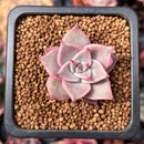 Echeveria 'Rosewing' 1" New Hybrid Small Succulent Plant
