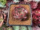 Echeveria 'Glam Pink 1"-2" Succulent Plant