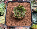 Echeveria Agavoides 'Black Rose' 2" Succulent Plant
