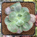 Echeveria Frill sp. 2" Succulent Plant