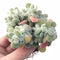 Echeveria Pulvinata Frosty Crested 4” Rare Succulent Plant