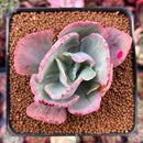Echeveria 'Flying Cloud' Variegated 2"-3" Succulent Plant