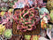 Echeveria Agavoides 'Tim' 3"-4" Hard to Find Succulent Plant