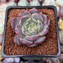 Echeveria 'Cindy' 1"-2" Succulent Plant