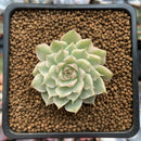 Echeveria 'Margaret' Variegated 1" Cluster Succulent Plant