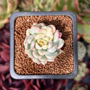Echeveria 'Mebina' Variegated 1" Succulent Plant
