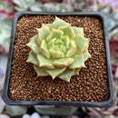 Echeveria 'Tesla' 1" Succulent Plant