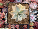 Graptopetalum 'Paraguayense' 3" Succulent Plant