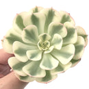 Echeveria 'Compton Carousel’ 3”-4" Succulent Plant