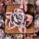 Echeveria 'Beyonce' Variegated 2" Succulent Plant