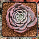 Echeveria 'Pink Lipstick' 2" Succulent Plant