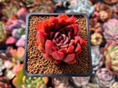 Echeveria Agavoides sp. 2" Succulent Plant