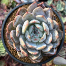 Echeveria 'Orange Monroe' 4"-5" Powdery Succulent Plant
