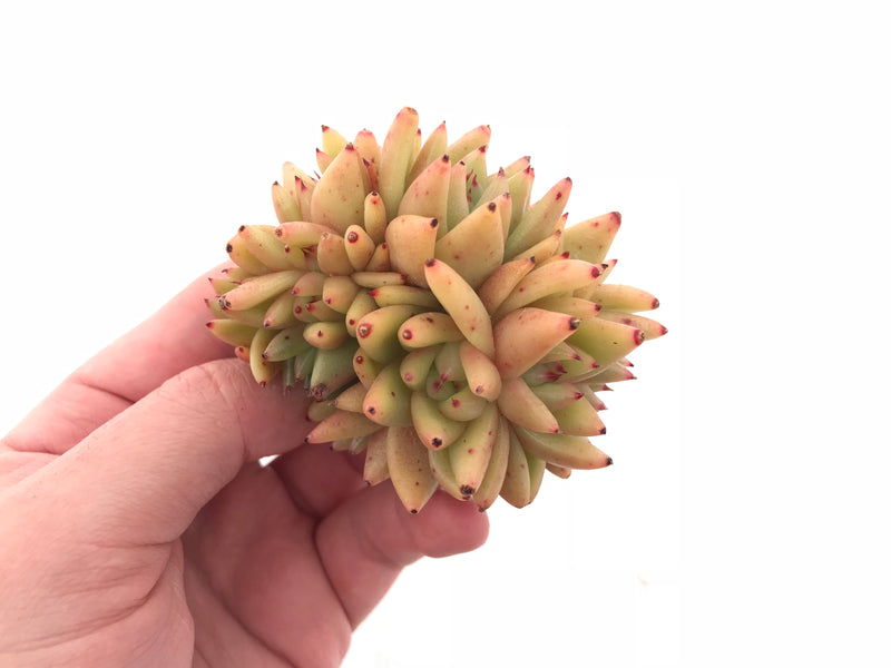 Echeveria Agavoides Maria Crested 3” Rare Succulent Plant