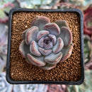 Echeveria 'Purple Stone' 1"-2" Succulent Plant