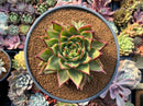 Echeveria Agavoides 'Lemon Tree' 5" Cluster Succulent Plant