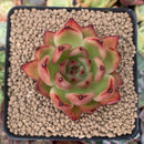 Echeveria Agavoides 'Morgain' 3" Succulent Plant