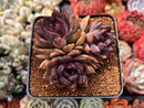 Echeveria 'Dark Chocolate' 3"-4" Cluster Succulent Plant