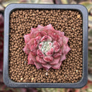 Echeveria Agavoides 'Shani' 1" Succulent Plant