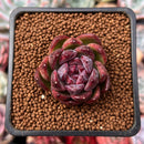 Echeveria Agavoides 'Black Queen' 1" Succulent Plant
