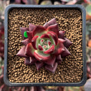 Echeveria Agavoides 'Concord' 1" Succulent Plant