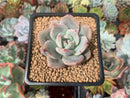 Echeveria 'Purple Champaign' 1" Succulent Plant