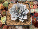 Echeveria 'Menchaca' 3" Powdery Succulent Plant