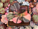Echeveria 'Primadonna' Variegated 3" Succulent Plant