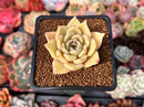 Echeveria 'Lilacina' x 'Rubin' Hybrid 1"-2" Succulent Plant