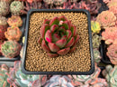 Echeveria Agavoides sp. 2" Succulent Plant