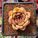 Echeveria 'Shirring' 2" Succulent Plant