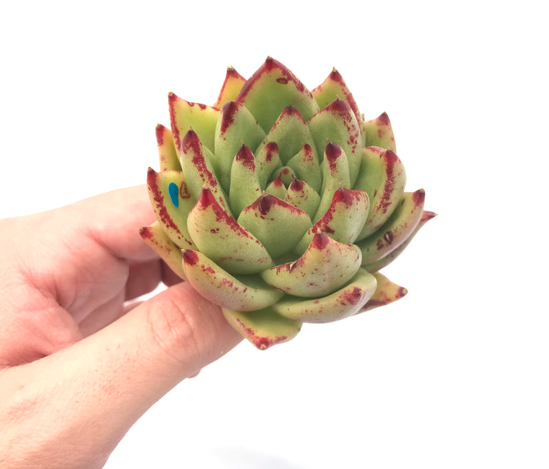 Echeveria Agavoides ‘Freckled Maria’ 3” Rare Succulent Plant